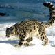 Illustration for article titled Caturday - Panthera uncia Edition